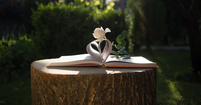 art photography. An open book with pages in the shape of a heart and a rose flower on it. the concept of wisdom, freedom, harmony. Love for nature and for reading - Powered by Adobe