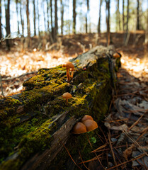 Mushrooms and moss growing on a fallen limb in the woods