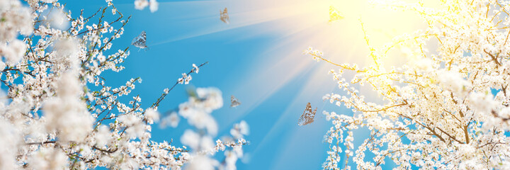 Banner 3:1. White cherry blossom sakura with flying butterflies in spring time against blue sky. Nature background. Soft focus