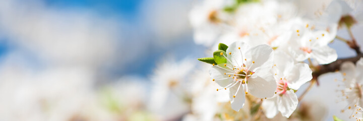 Banner 3:1. White cherry blossom sakura in spring time against blue sky. Nature background. Soft focus