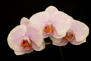 Fototapeta na wymiar Orchid flowers Phalaenopsis Pretty Romance. Branch of flowering Orchid Phalaenopsis Pretty Romance (known as butterfly orchids) on a black background. Selective focus