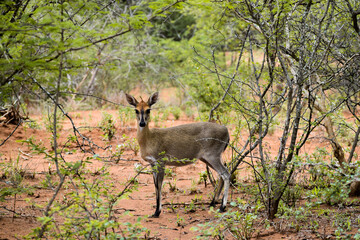 A baby impala alone in Hoedspruit Wildlife Estate, South Africa.