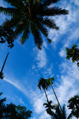palm trees on the sky