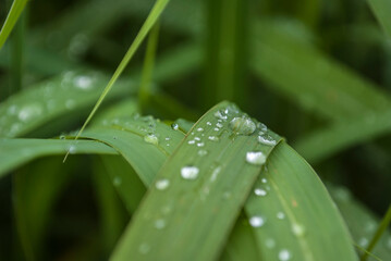 Green leaf in raindrops close-up in macro.The texture of the leaf is clearly visible under the drops. drops of water on the leaves. green nature background