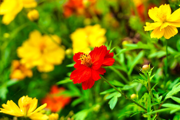 赤と黄色のコスモス