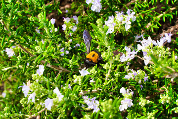 花から花へ飛ぶマルハナバチ