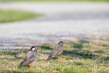 Obraz premium 2羽で仲良く歩くムクドリ