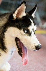 Siberian Husky Portrait of thoroughbred Siberian Husky dog