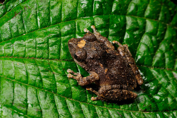 shrub frog // Ruderfrosch (Pseudophilautus spec.) - Sri Lanka © bennytrapp
