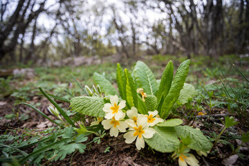 Beautiful wild flowers in forest