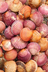 lots of scallop sea shells piled together background