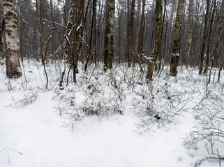 Photo of the winter forest. Landscape of trees and snow on a winter day. A wild place without people.  Photo for content with copy space.