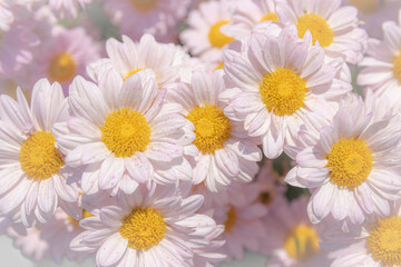 Beautiful pink chrysanthemums flowers in the garden