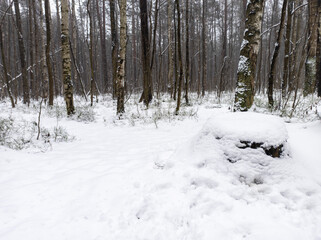 Photo of the winter forest. Landscape of trees and snow on a winter day. A wild place without people.  Photo for content with copy space.