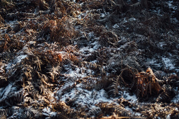 verwelkter Farn mit Schnee wahner heide