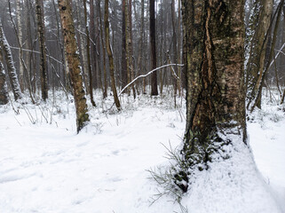 Photo of the winter forest. Landscape of trees and snow on a winter day. A wild place without people.  Photo for content with copy space.