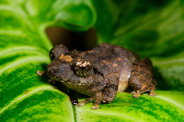 shrub frog // Ruderfrosch (Pseudophilautus spec.) - Sri Lanka © bennytrapp