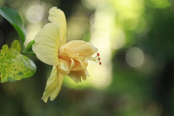 close up of a flower