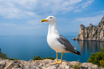 Fototapeta na wymiar Seagull portrait against sea shore. Wild seagull with natural blue background.