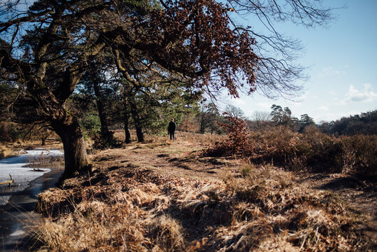 frozen heather landscape wahner heide
