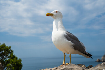 Fototapeta na wymiar Seagull portrait against sea shore. Wild seagull with natural blue background.
