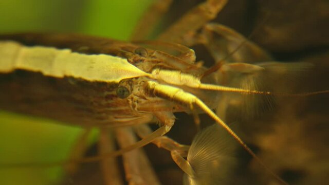 Macro shot of Freshwater Bamboo Shrimp. Atyopsis moluccensis.