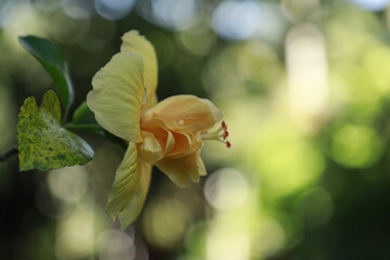 snail on a flower