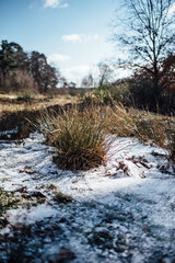 Obraz na płótnie Canvas frozen heather landscape wahner heide 