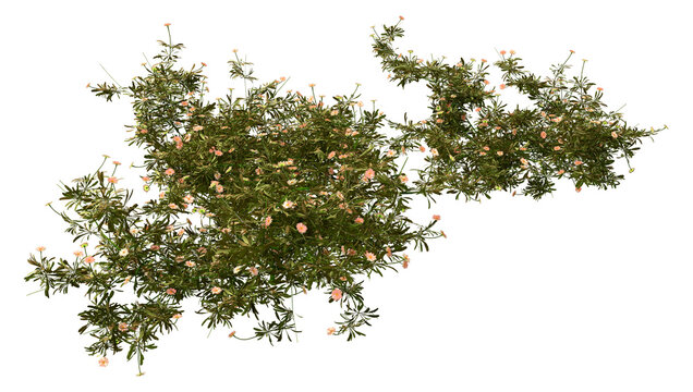 3D Rendering Erigeron Daisy Flowers on White