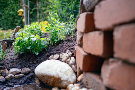 herbs in herb spiral in garden