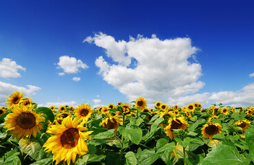 Field of yellow sunflowers