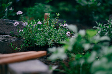 herbs in herb spiral in garden