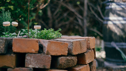 herb spiral in garden made of bricks with herbs