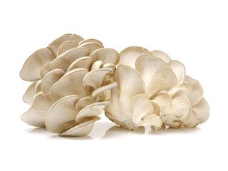 oyster mushroom on white background