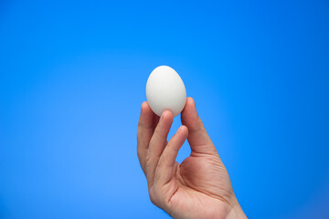 Caucasian male hand holding a fresh white farm egg isolated on blue background studio shot