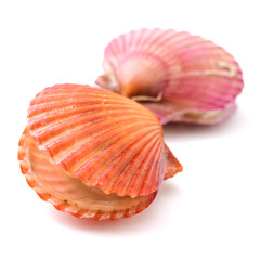 Raw scallop on white background 