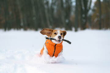 Dog running in deep snow. Beagle hound wearing cold protective dog jacket running through the...
