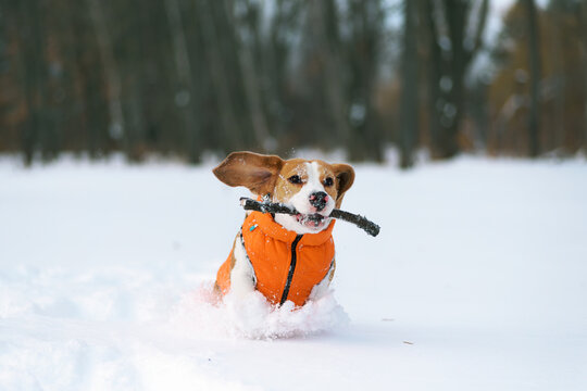 Dog running in deep snow. Beagle hound wearing cold protective dog jacket running through the snowdrifts to fetch the stick. Active dog pet enjoying outdoor winter activities