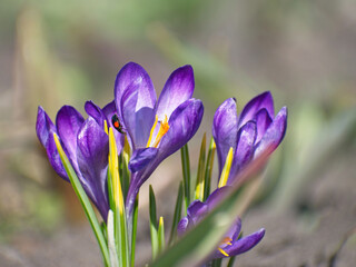 Purple crocuses in a close-up of a spring day. Decorative flowers for decorating flower beds.