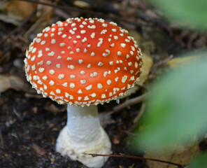 amanita muscaria
