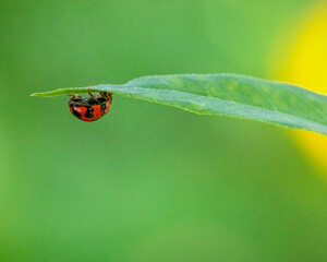 Fototapeta premium ladybug on green leaf