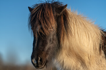 Close up portrait of a black and white Icelandic horse