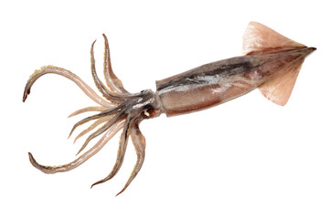 squid  isolated on white