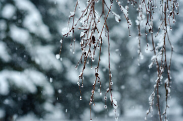 snow on tree