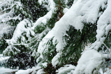 snow covered trees