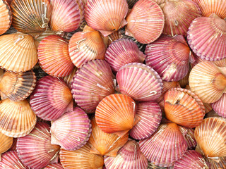 lots of scallop sea shells piled together background