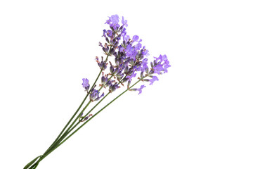 Fototapeta premium lavender flower isolated