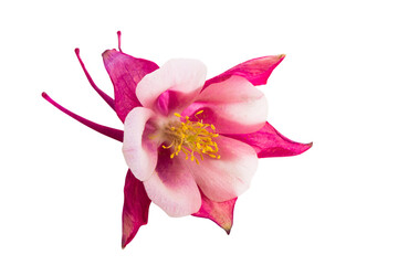 aquilegia flower isolated