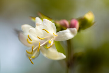 Spring white flowers of lemongrass with yellow stamens.