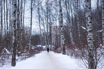 winter forest in the snow